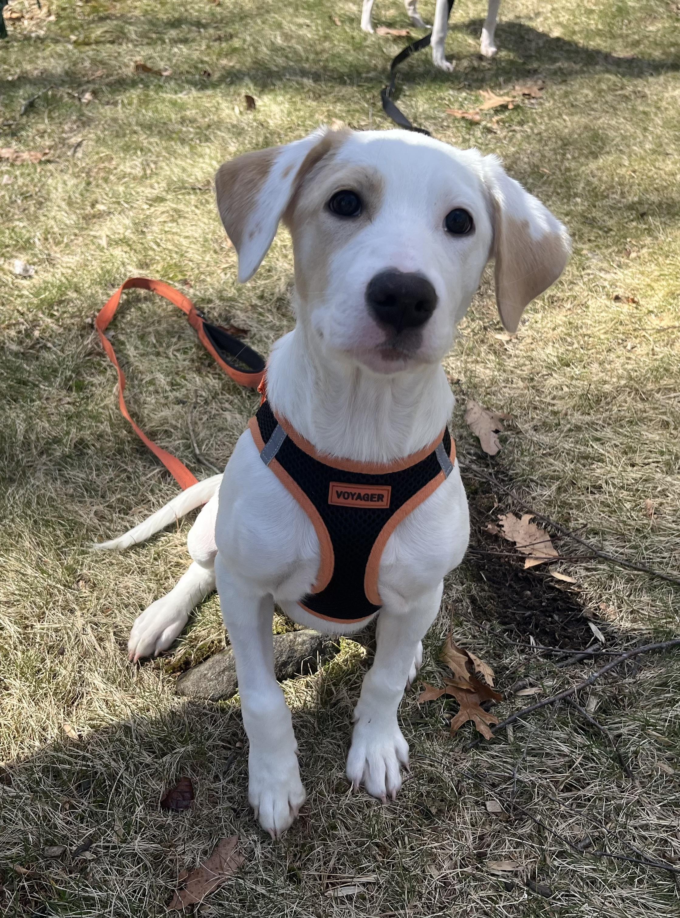 Enlarge Jacob, an adoptable mixed breed in Ridgefield, CT image 3/3