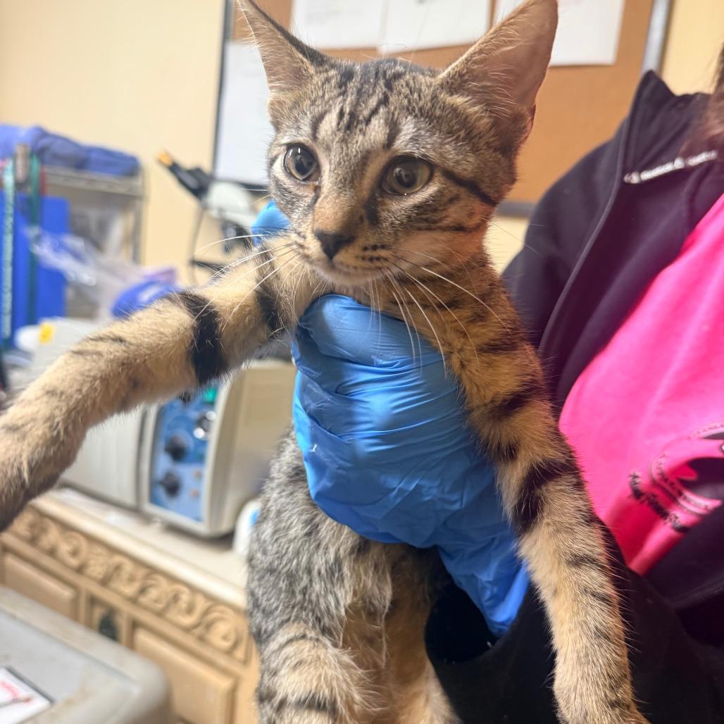 Enlarge Birdie, a Adoptable Domestic Short Hair in Starkville, MS image 1/1