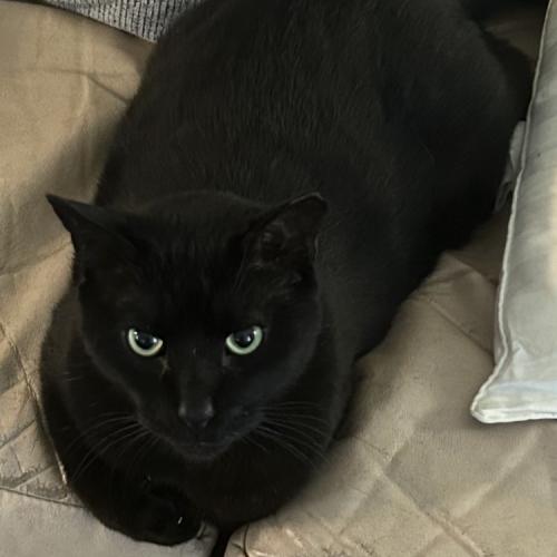 Enlarge Barry Berry, a Adoptable Domestic Short Hair in Knoxville, TN image 1/1