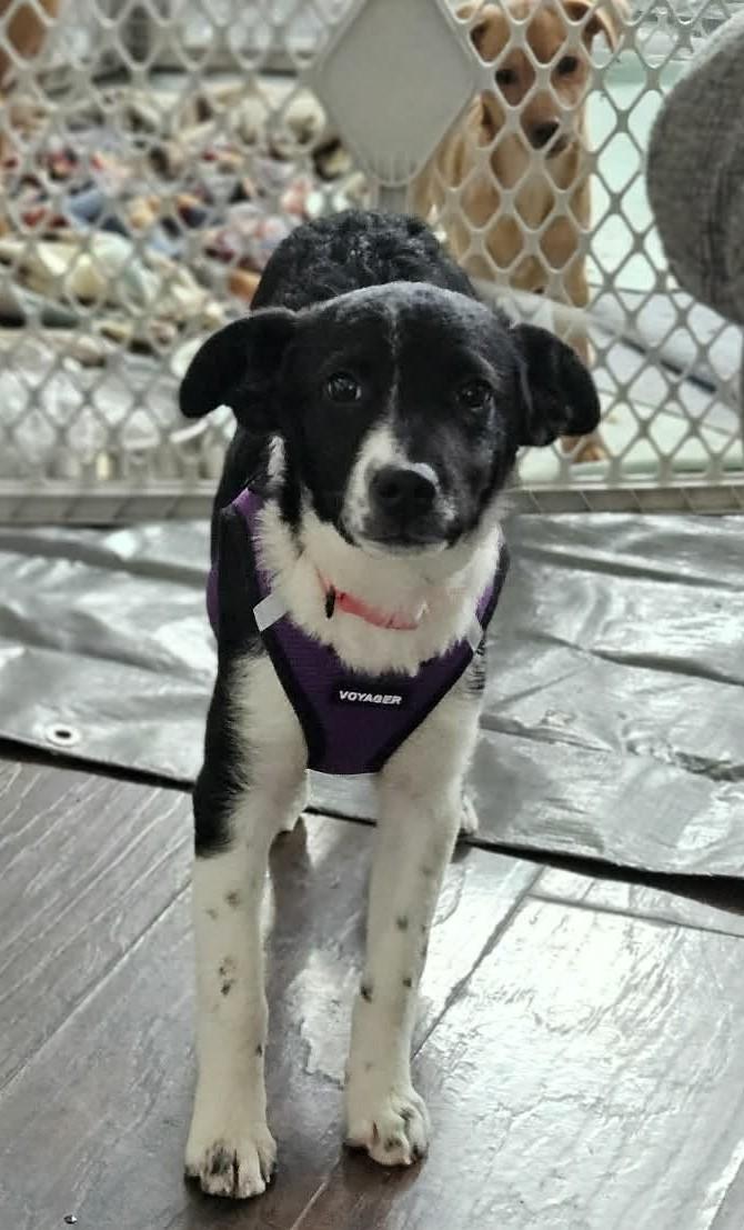 Julianna, adopted, Puppy Female Border Collie & Terrier.