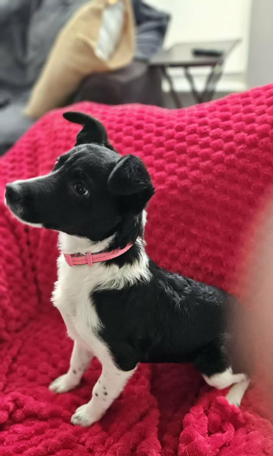 Enlarge Julianna, an adopted mixed breed in Hagerstown, MD image 5/6