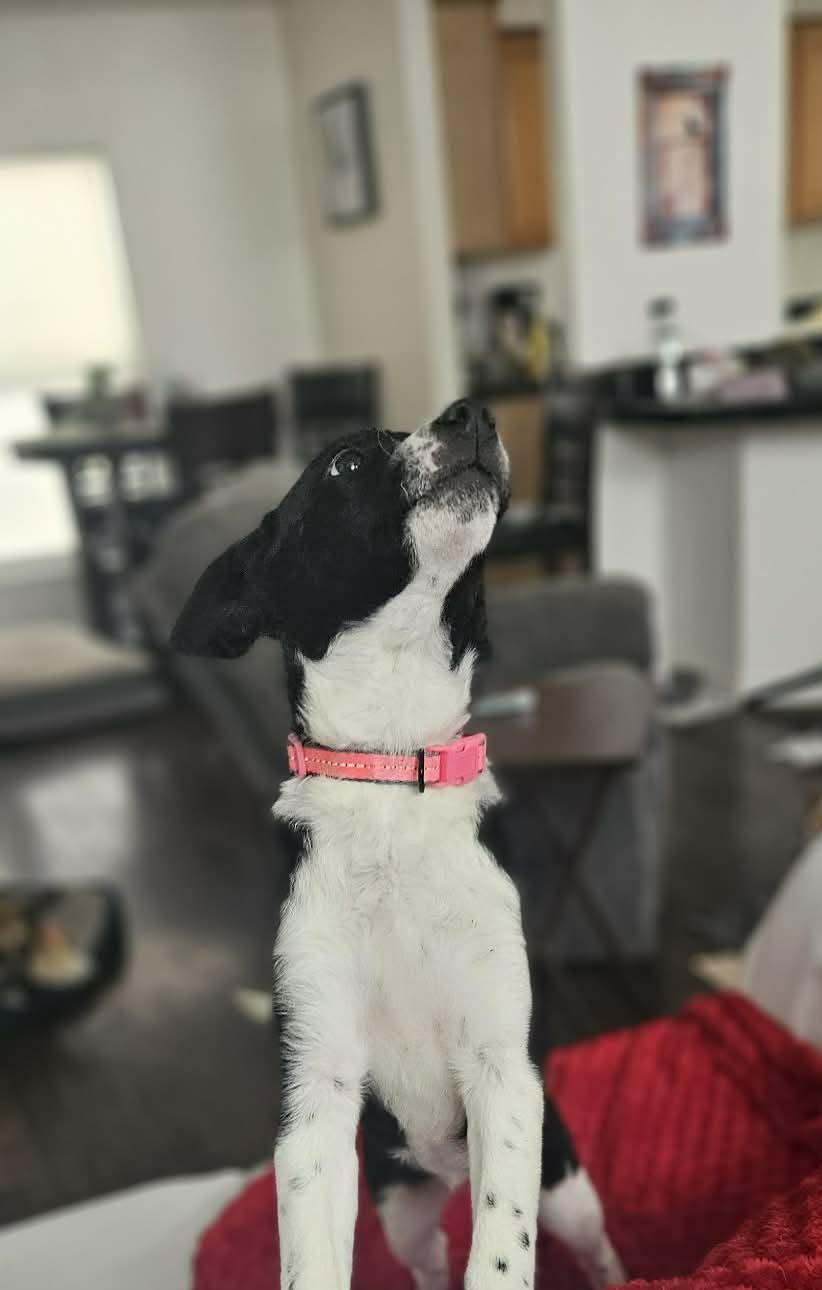 Enlarge Julianna, an adopted mixed breed in Hagerstown, MD image 2/6