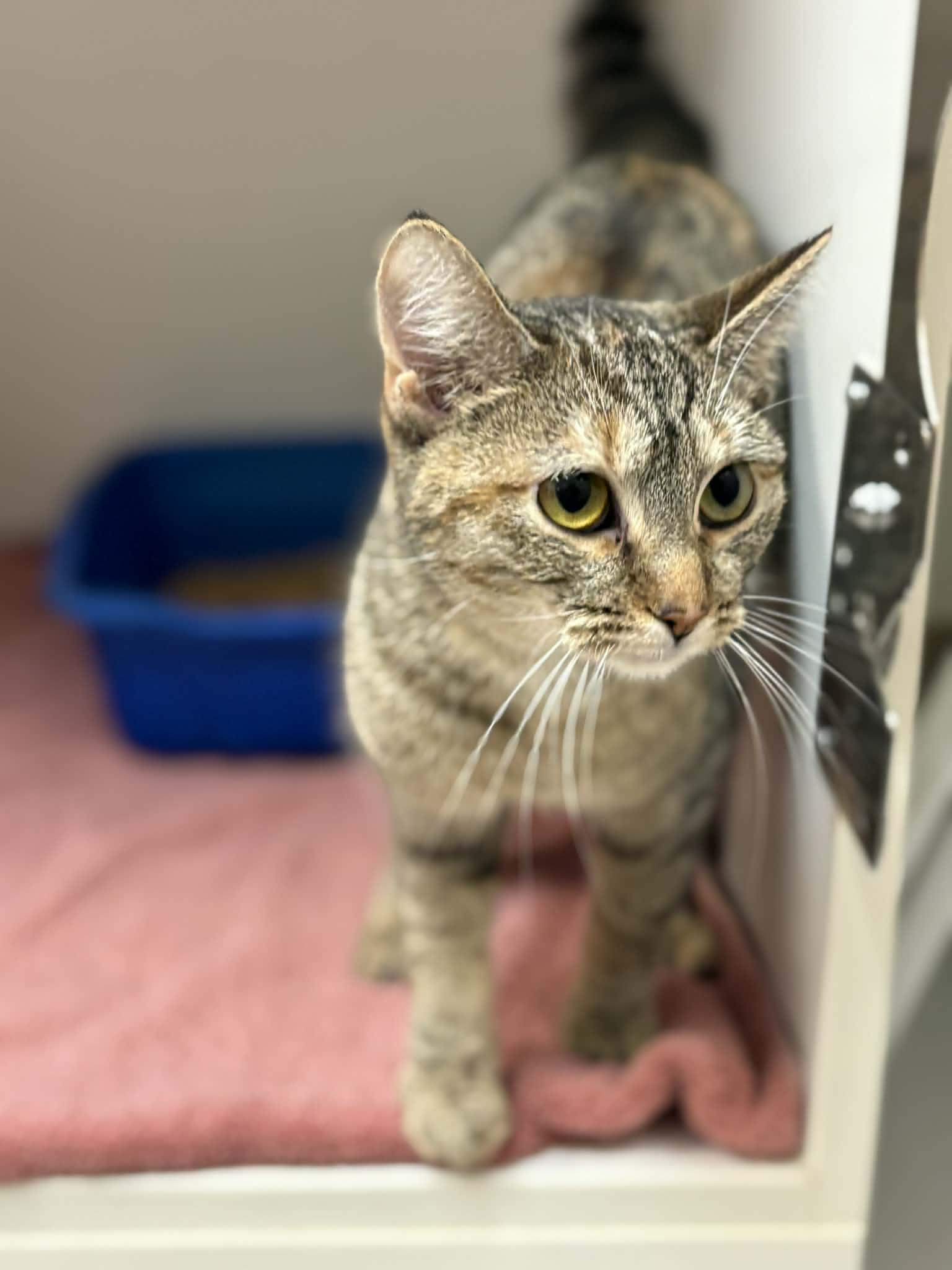 Tune Tune, Adoptable, Young Female Domestic Short Hair.