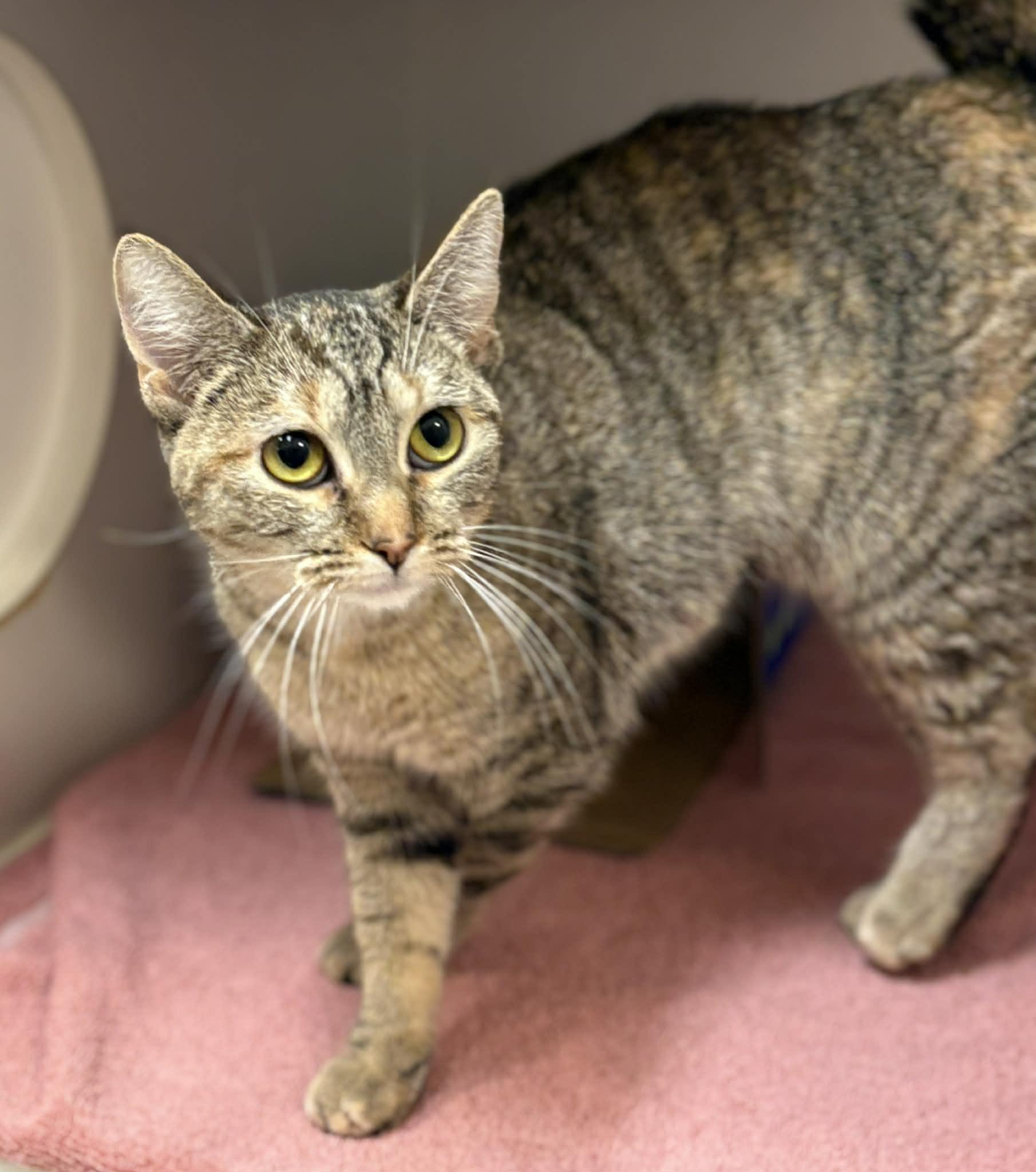 Enlarge Tune Tune, a Adoptable mixed breed in Grants Pass, OR image 2/2