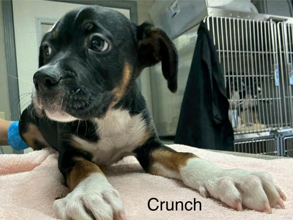 Crunch, Adoptable, Puppy Male Treeing Walker Coonhound.