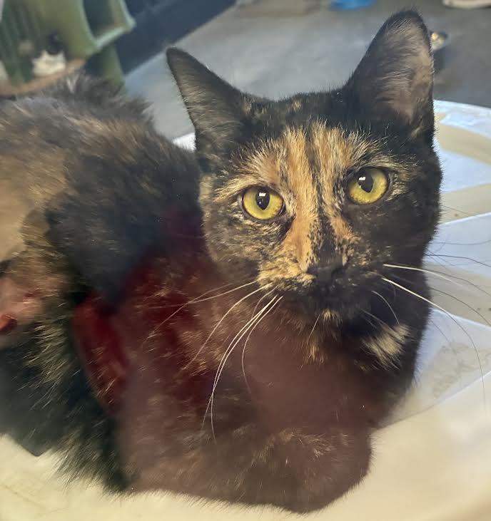 Bonita, ADOPTABLE, Adult Female Domestic Short Hair.