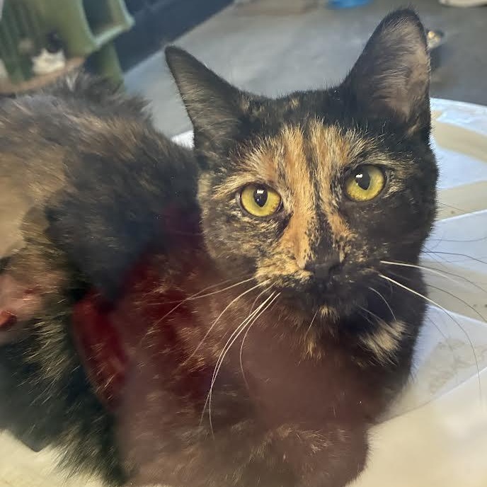 Enlarge Bonita, a ADOPTABLE Domestic Short Hair in Blue Earth, MN image 1/1