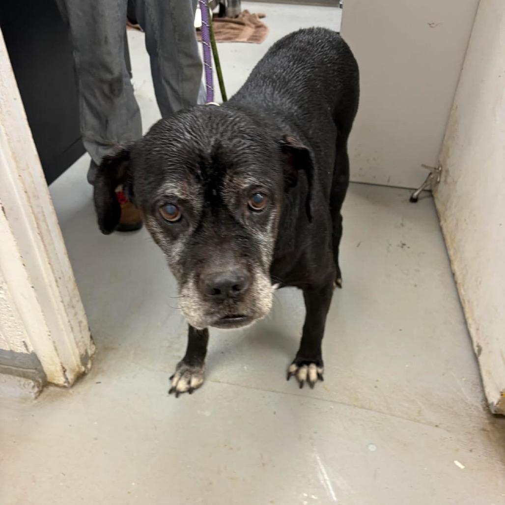 Cher, a Adoptable mixed breed in Troy, VA image 1/2