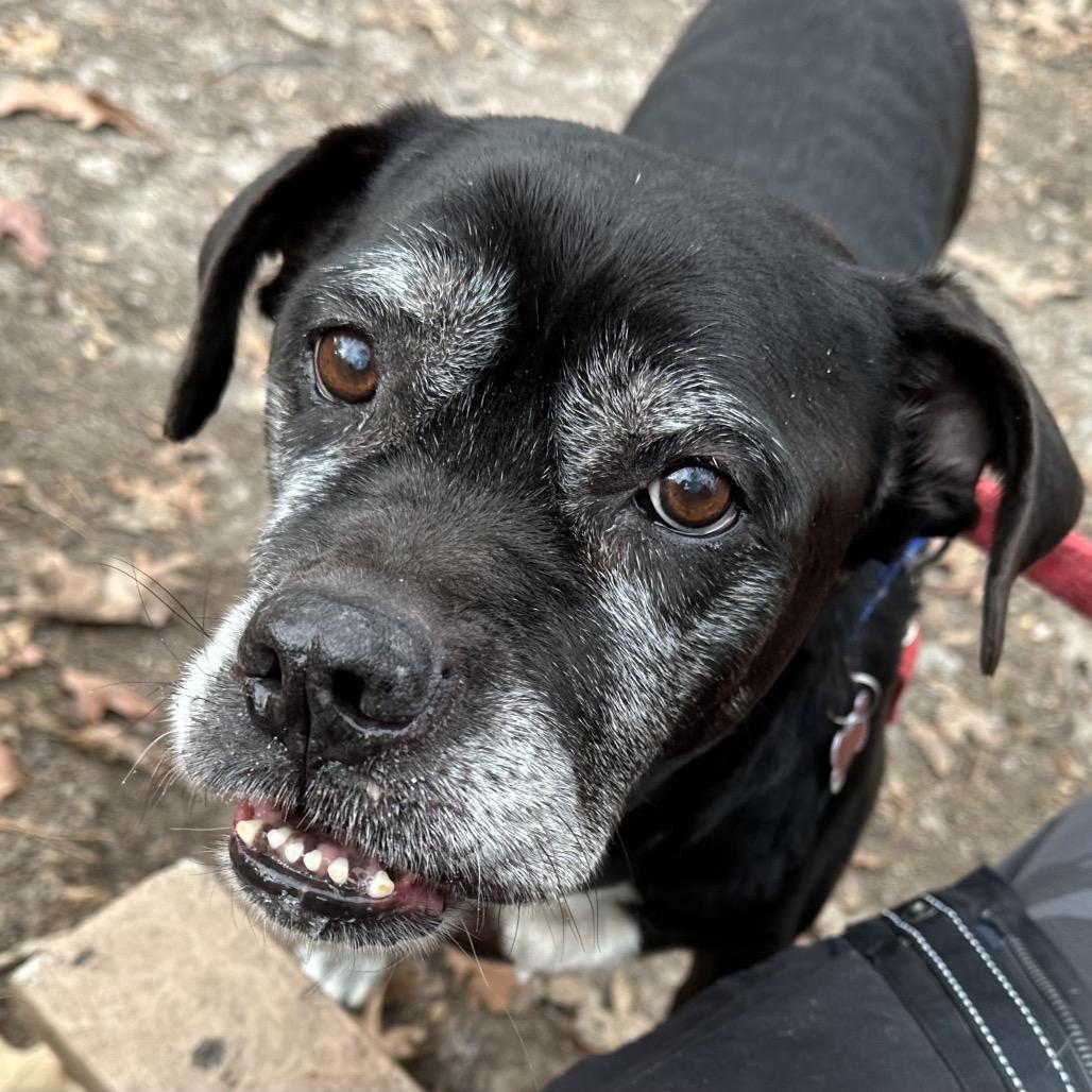 Cher, a Adoptable mixed breed in Troy, VA image 2/2