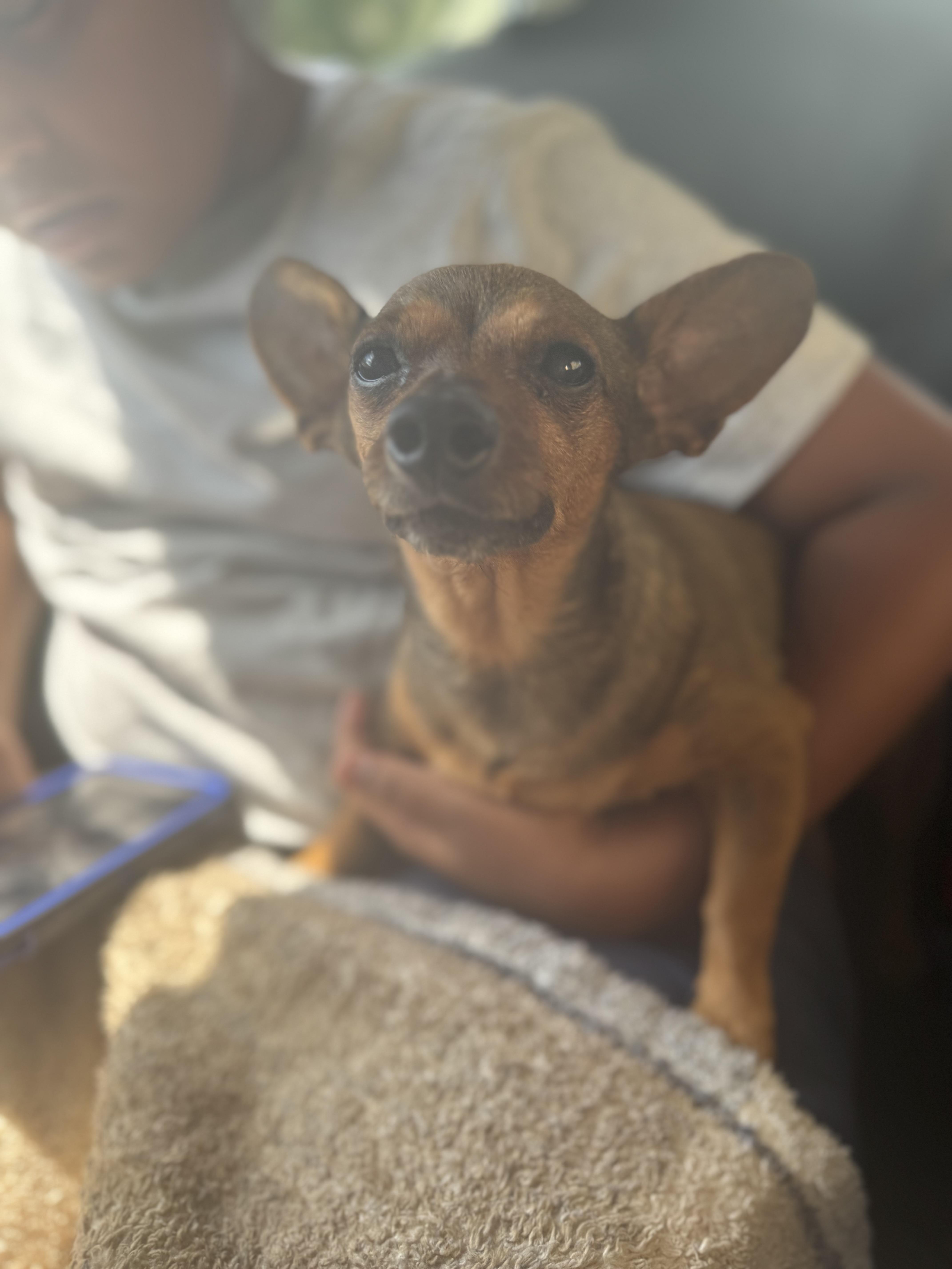 Rah rah, Adoptable, Adult Female Chihuahua.