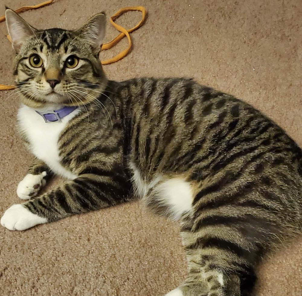 LOGAN, Adoptable, Young Male Domestic Short Hair & Tabby.