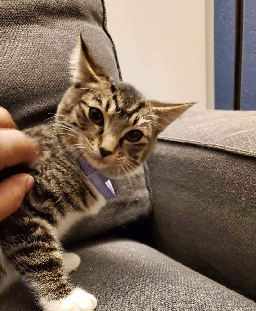 Enlarge LOGAN, a Adoptable mixed breed in Calimesa, CA image 2/2