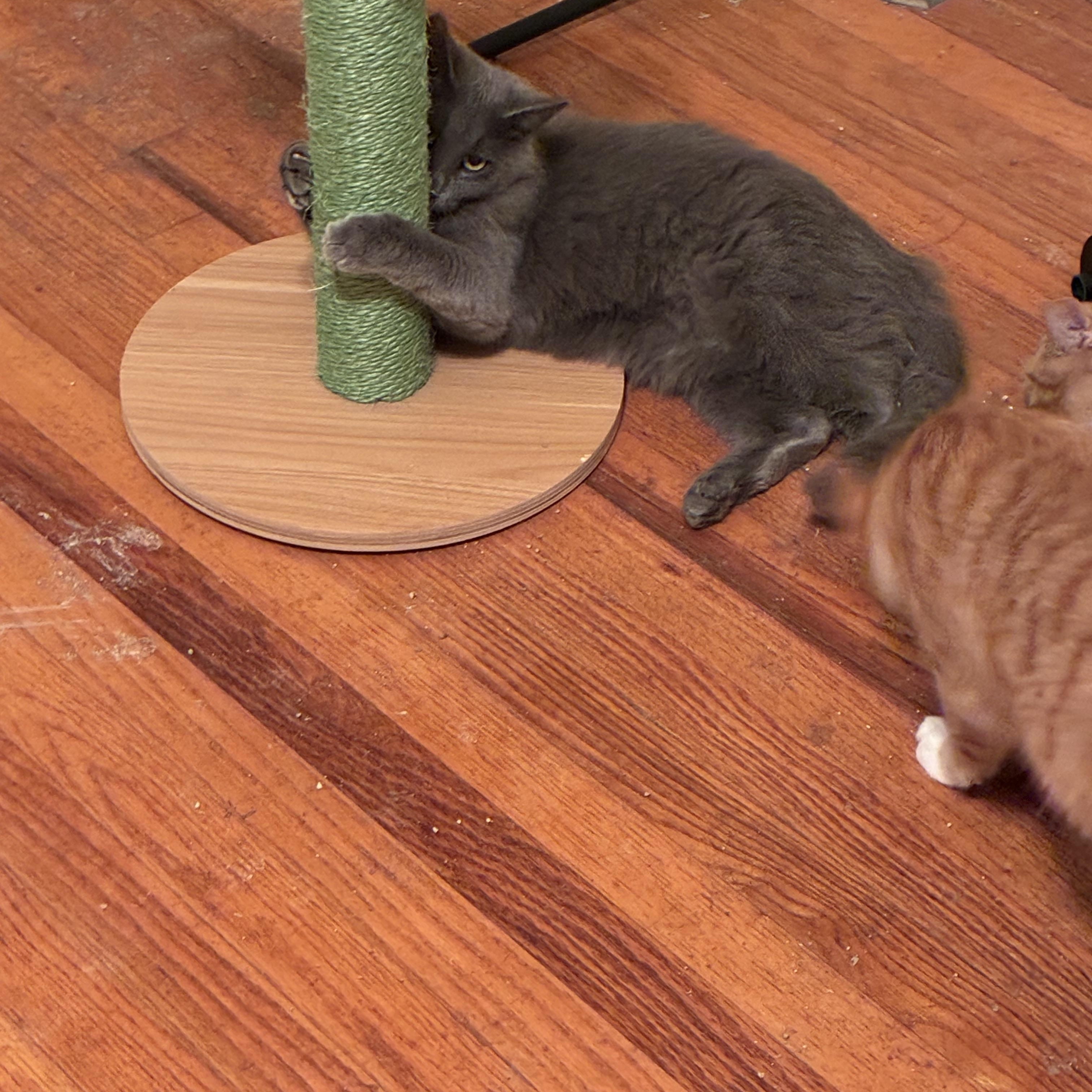 Fluffy, a Adoptable Domestic Medium Hair in Greensboro, NC image 2/2