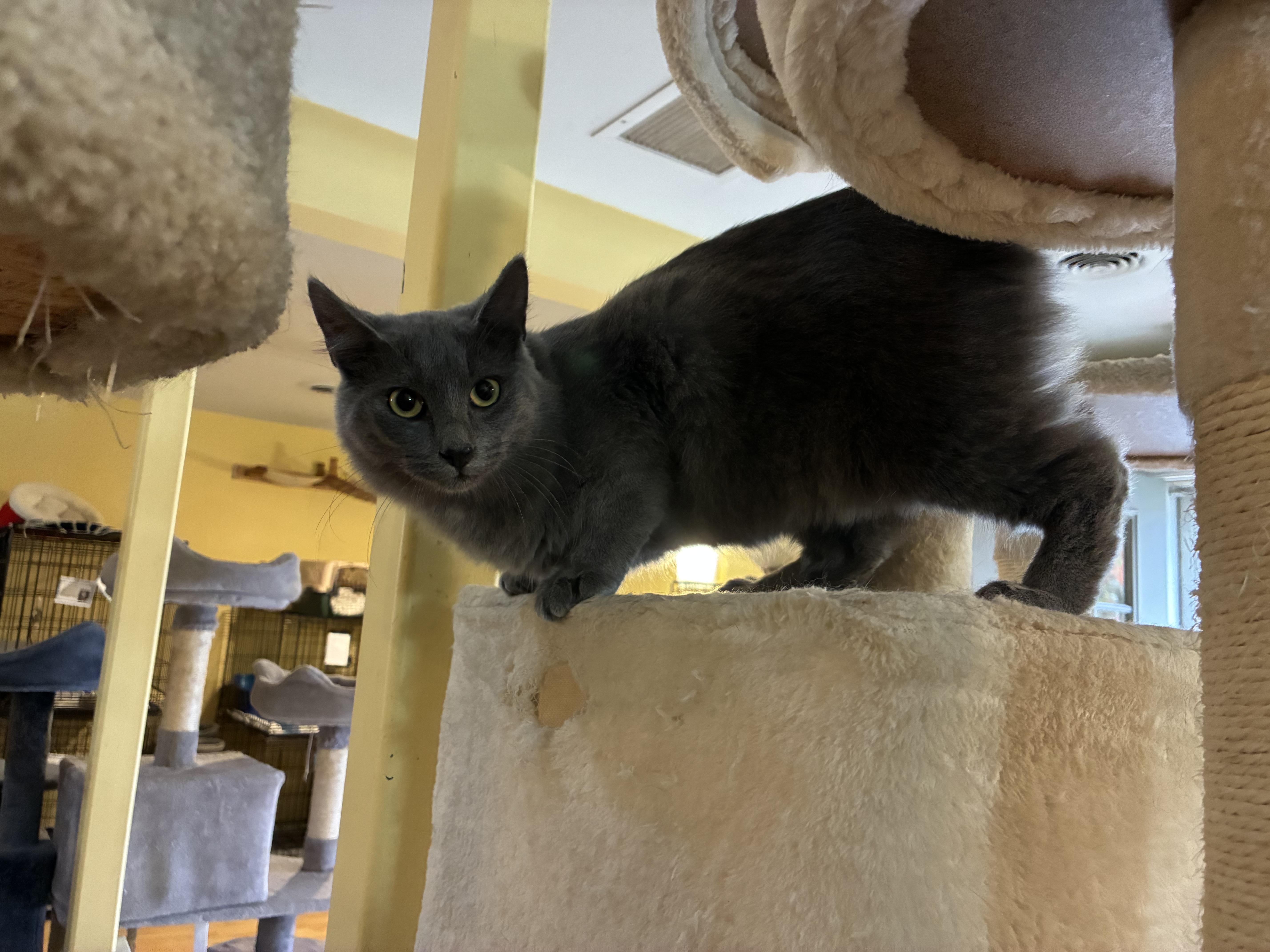 Fluffy, a Adoptable Domestic Medium Hair in Greensboro, NC image 1/2