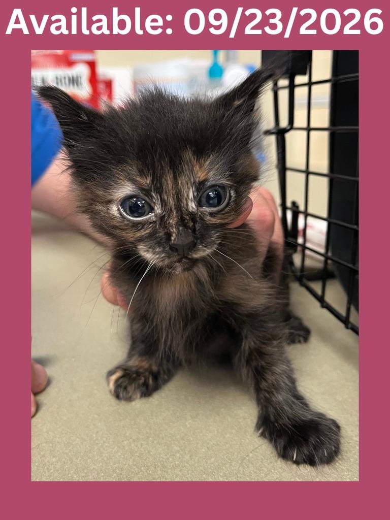 Cat Condo #9, Adoptable, Kitten Female Domestic Short Hair.