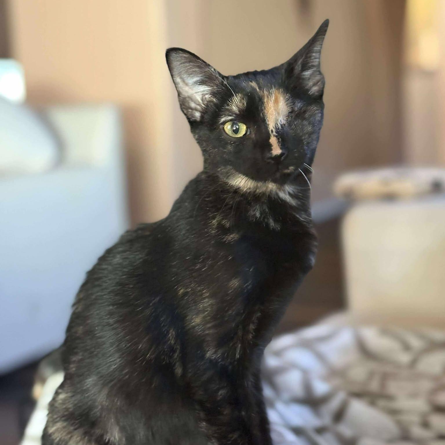 Avalon, Adoptable, Kitten Female Tortoiseshell.