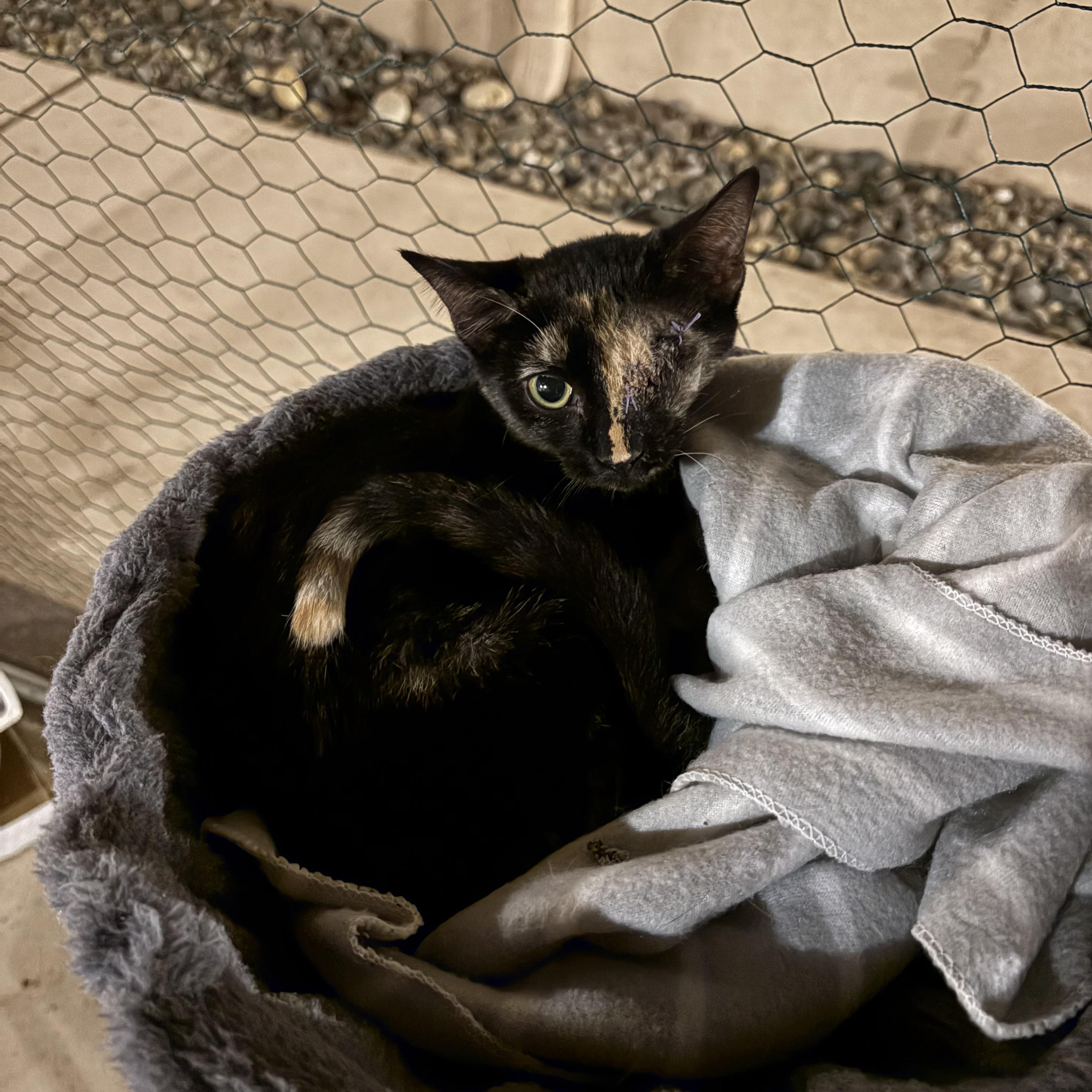 Enlarge Avalon, a Adoptable Tortoiseshell in Las Cruces, NM image 2/2