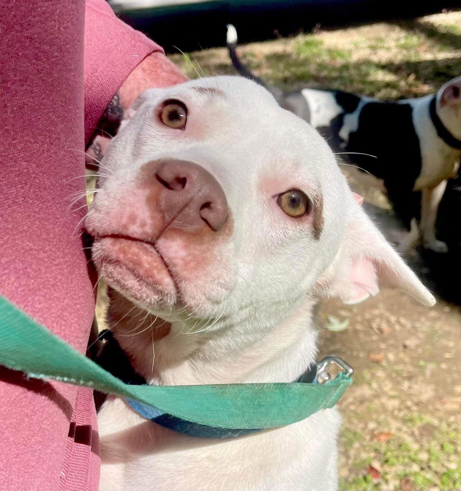 Enlarge Asia, a Adoptable Pit Bull Terrier in Poplar Bluff, MO image 1/3