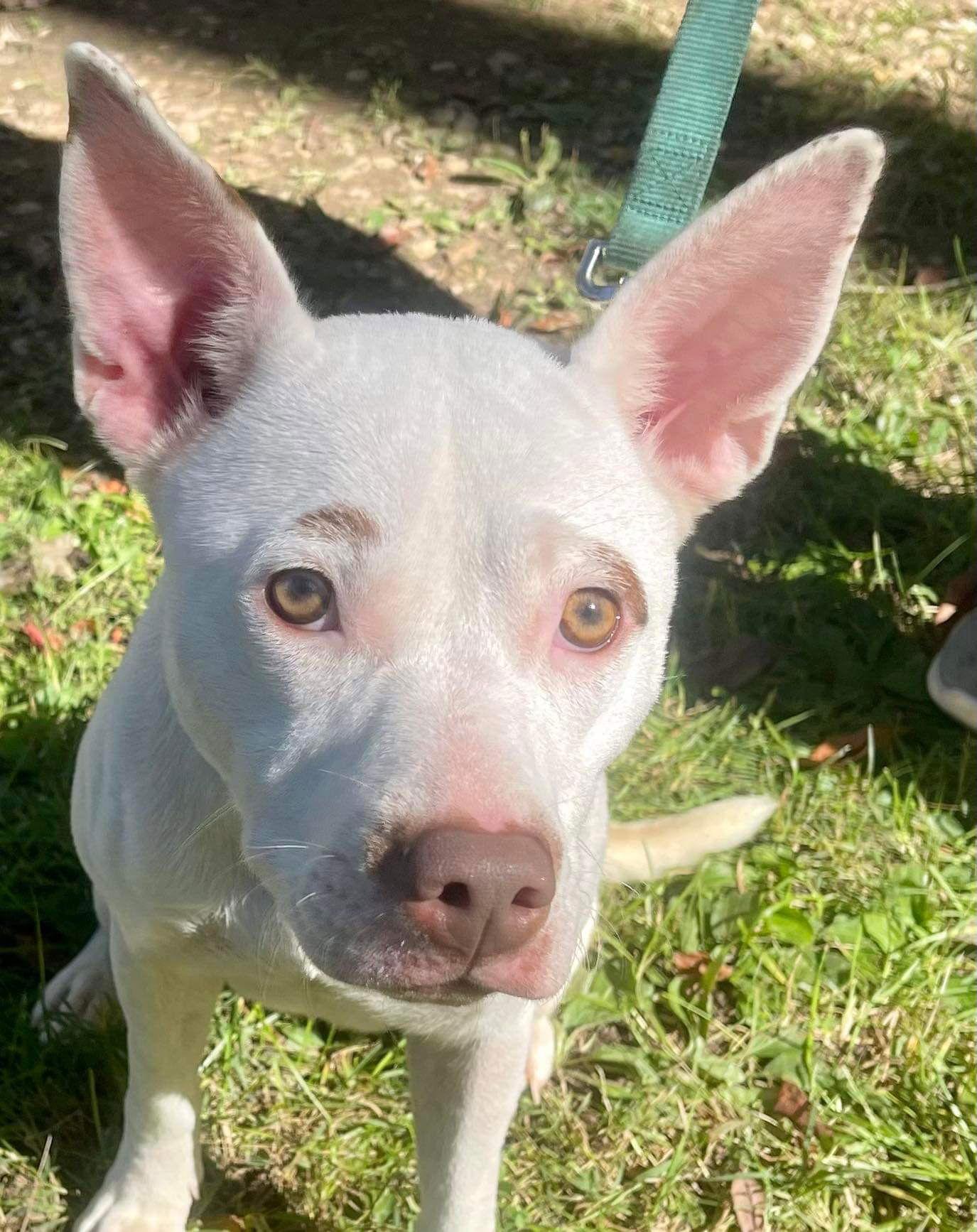 Enlarge Asia, a Adoptable Pit Bull Terrier in Poplar Bluff, MO image 2/3