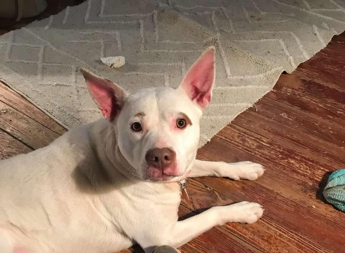 Enlarge Asia, a Adoptable Pit Bull Terrier in Poplar Bluff, MO image 3/3