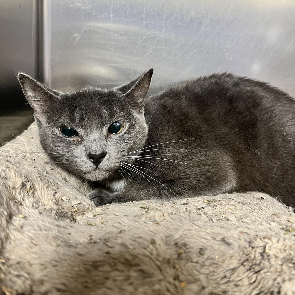 Grey, Adoptable, Adult Female Domestic Short Hair.