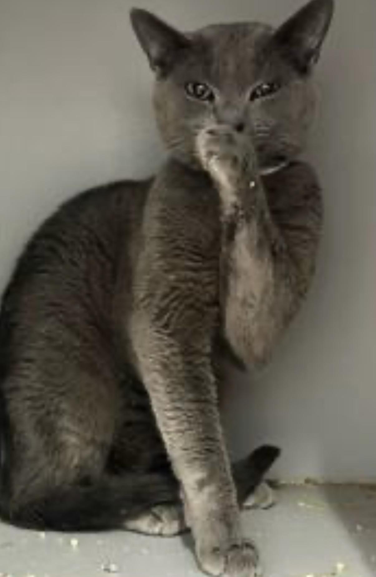 Knicks, Adoptable, Young Male Domestic Short Hair.