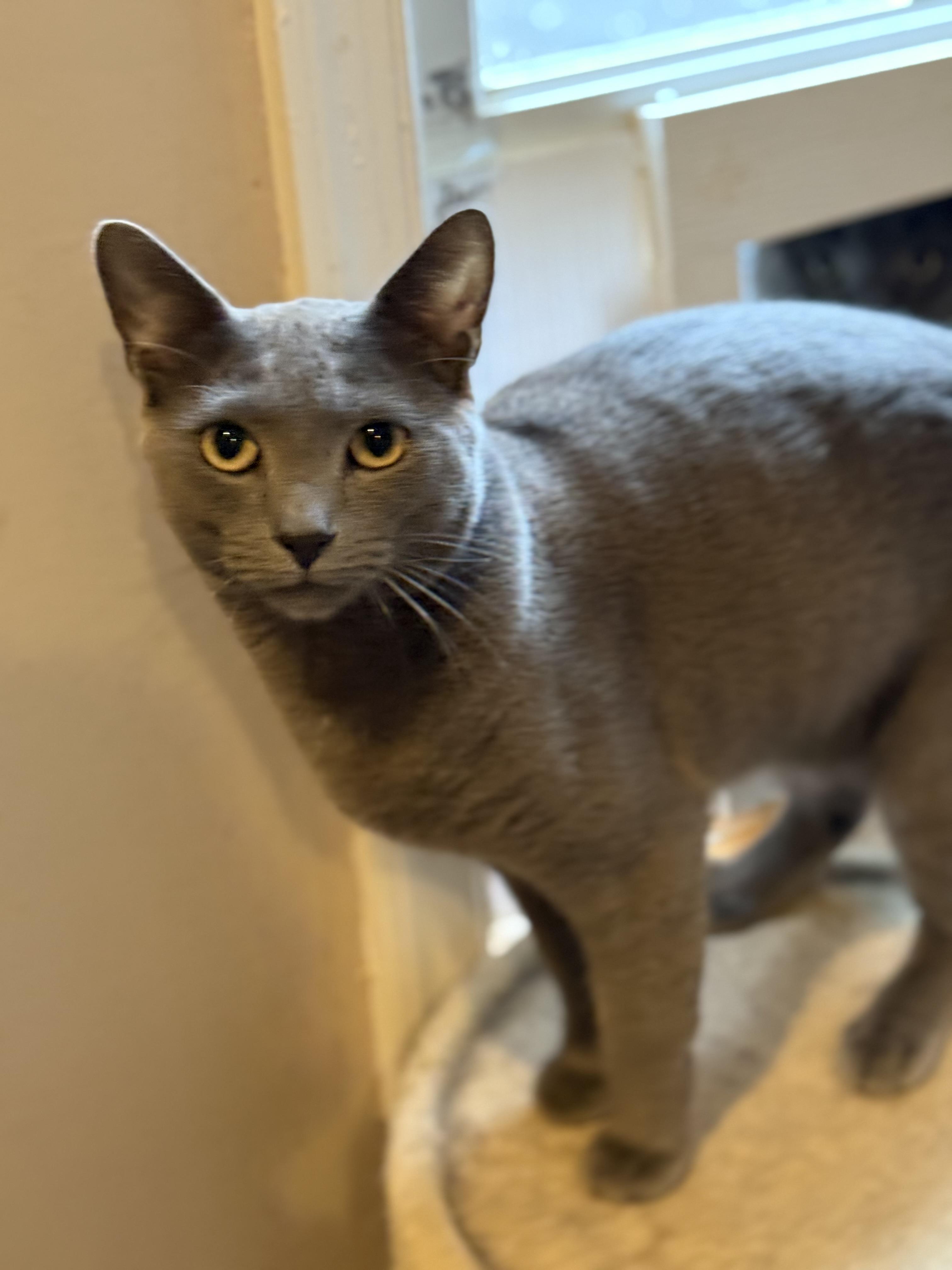 Enlarge Knicks, a Adoptable Domestic Short Hair in Old Bridge, NJ image 1/4