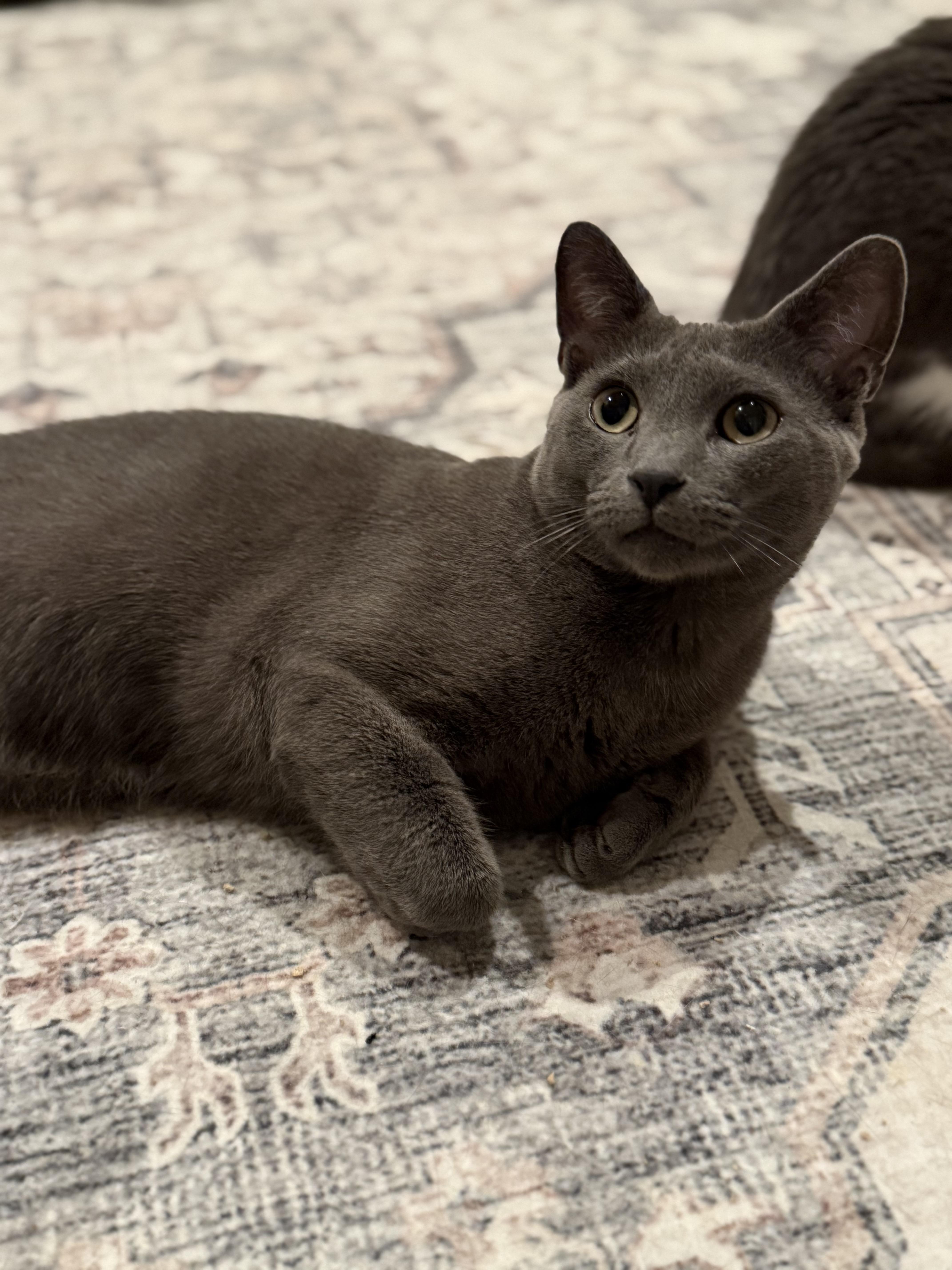 Enlarge Knicks, a Adoptable Domestic Short Hair in Old Bridge, NJ image 3/4