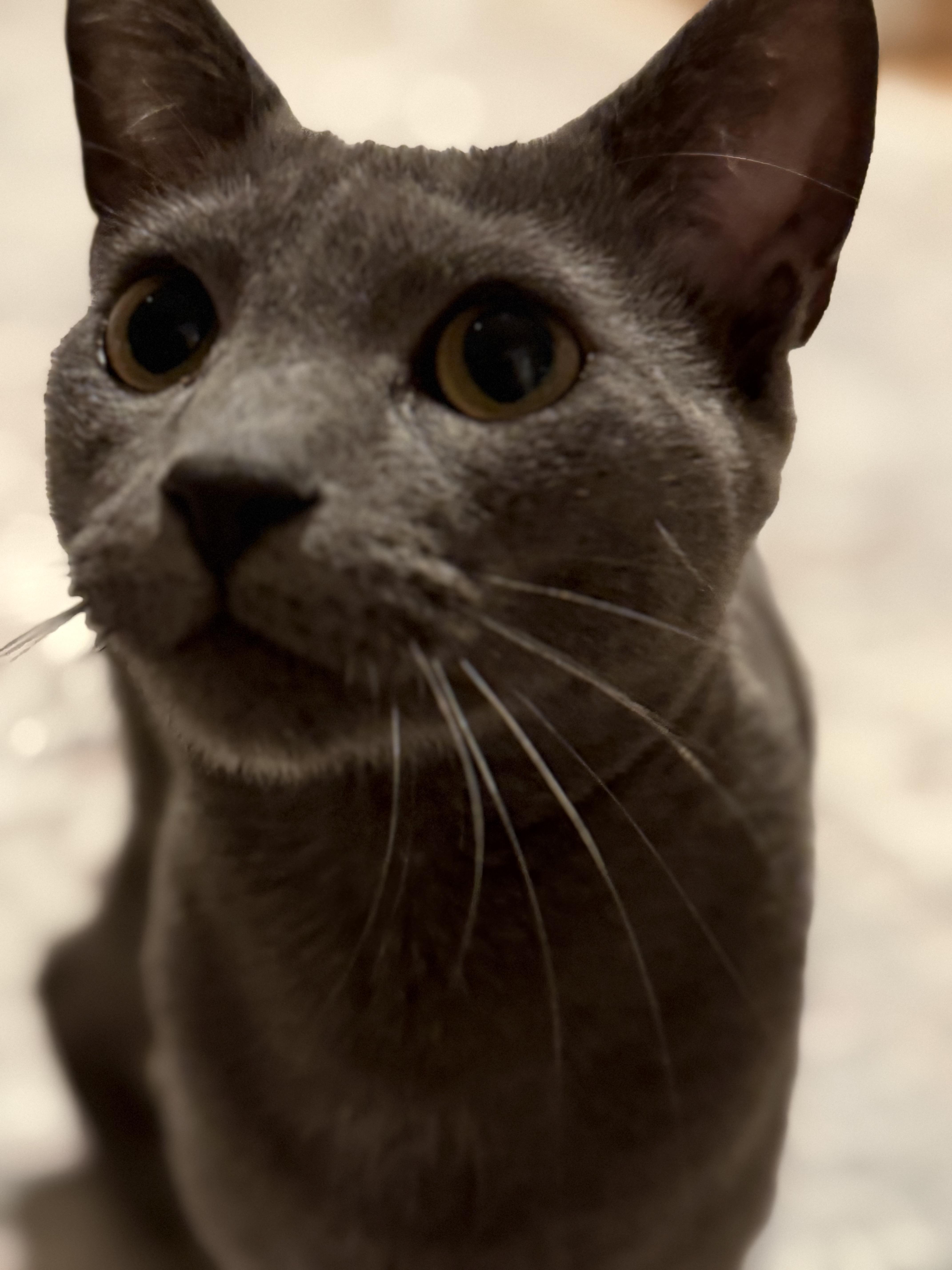 Enlarge Knicks, a Adoptable Domestic Short Hair in Old Bridge, NJ image 4/4