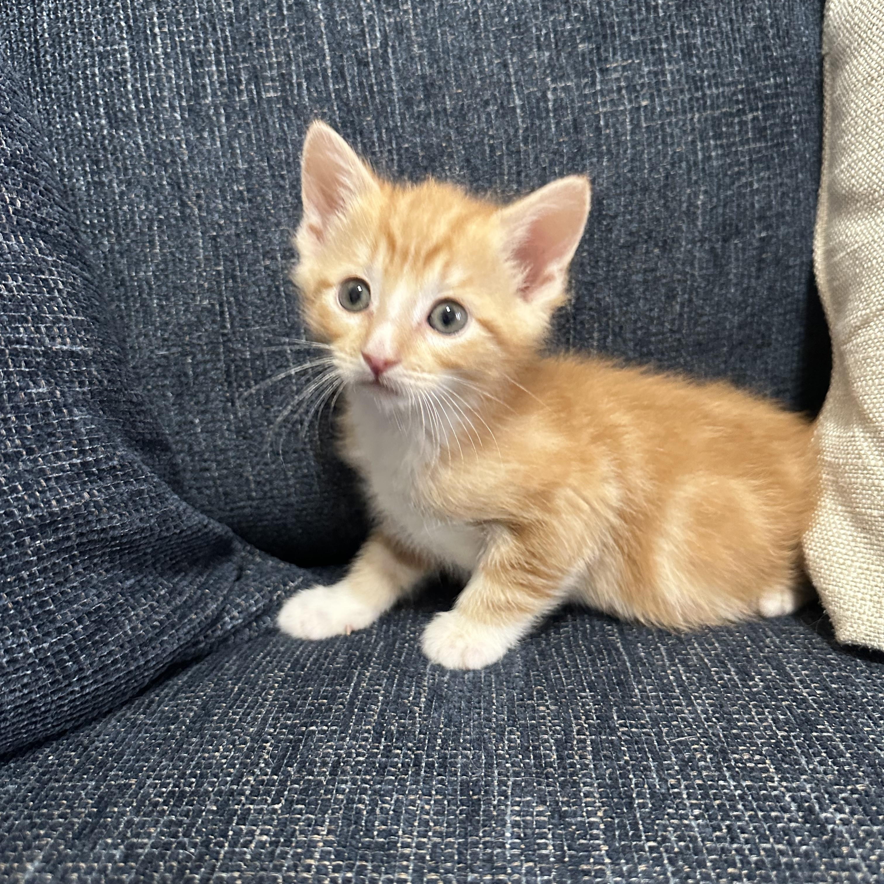 Enlarge Garfield, a ADOPTABLE Domestic Short Hair in Columbia, MD image 1/4