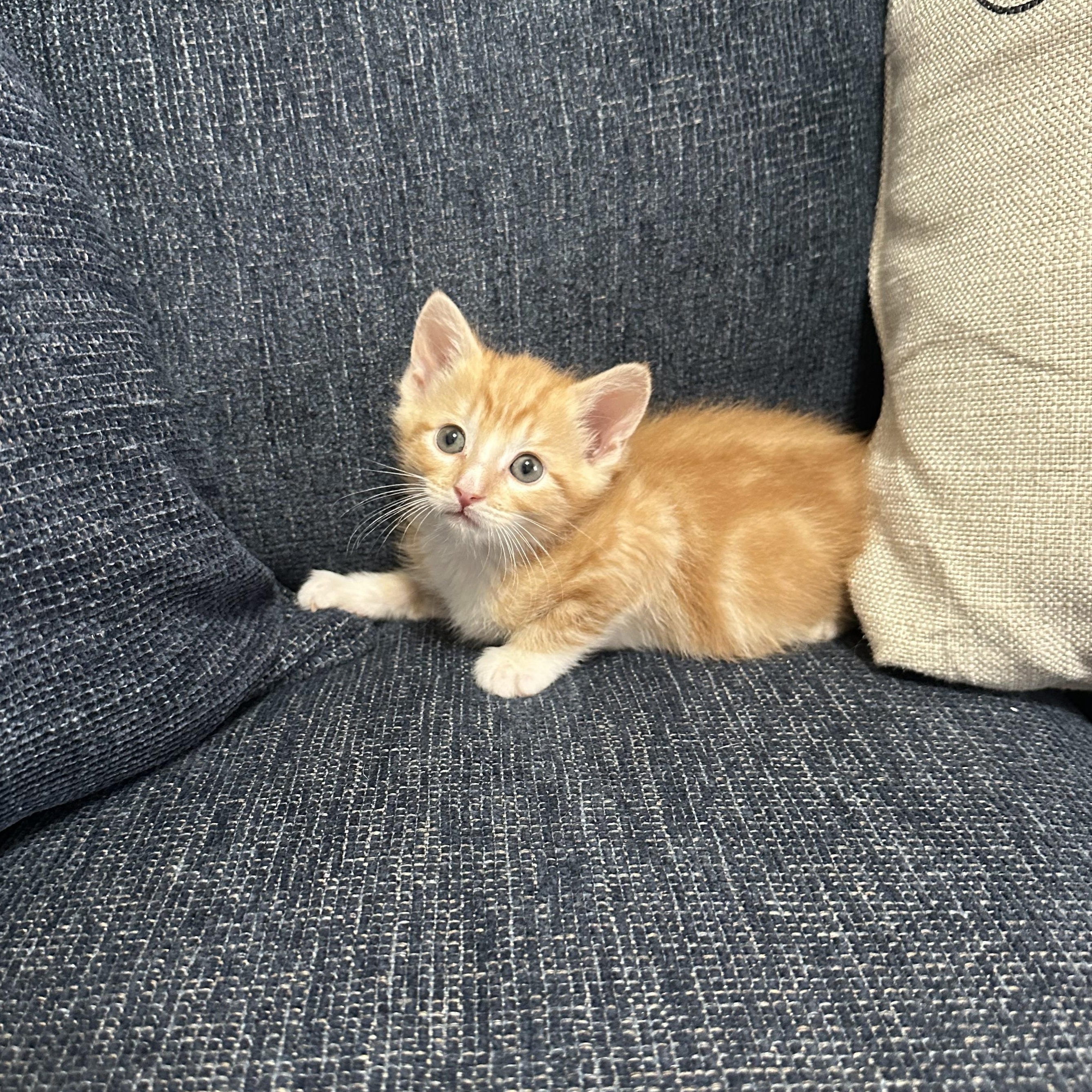 Enlarge Garfield, a ADOPTABLE Domestic Short Hair in Columbia, MD image 3/4