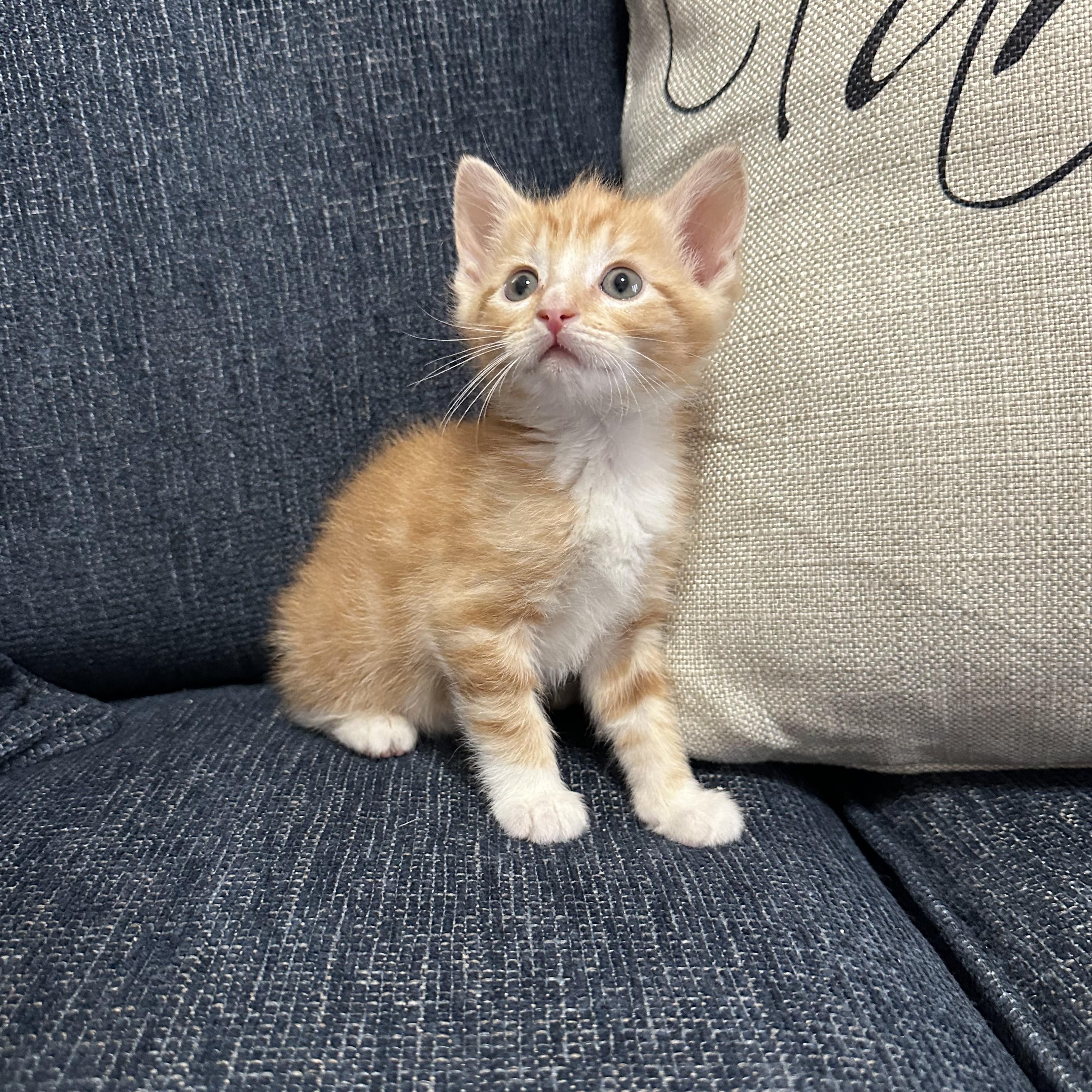 Enlarge Garfield, a ADOPTABLE Domestic Short Hair in Columbia, MD image 2/4