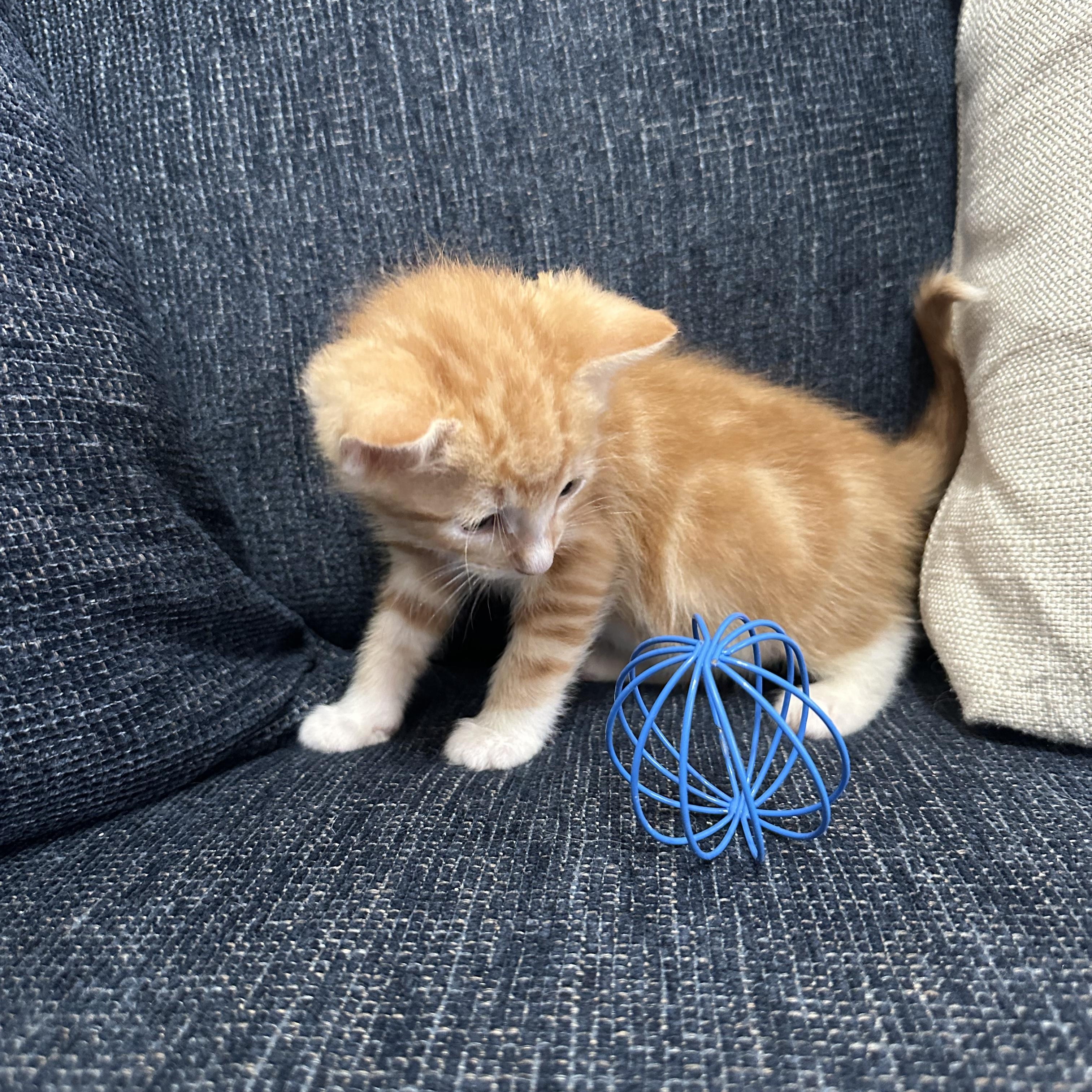 Enlarge Garfield, a ADOPTABLE Domestic Short Hair in Columbia, MD image 4/4