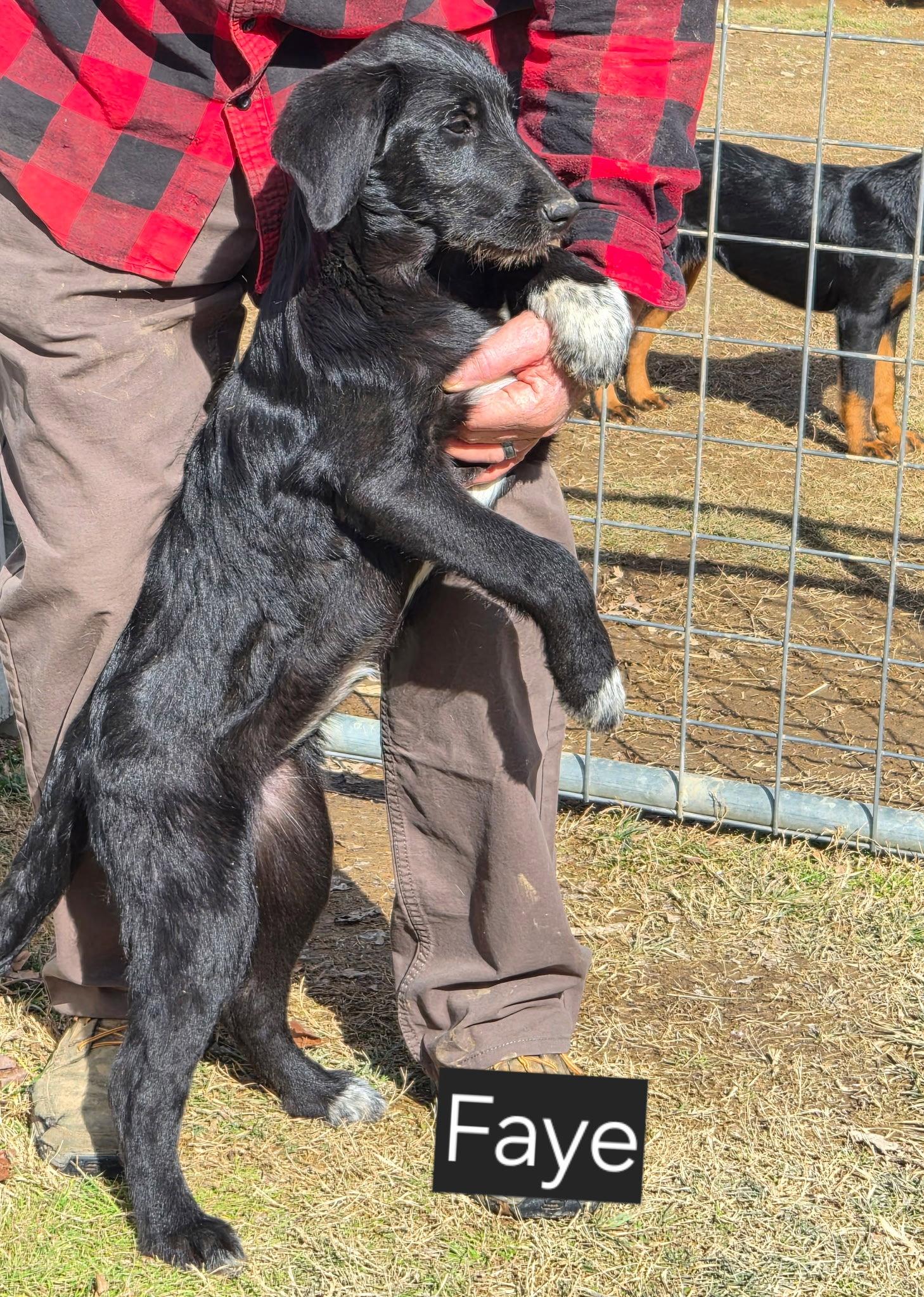 Faye, Adoptable, Young Female Catahoula Leopard Dog.