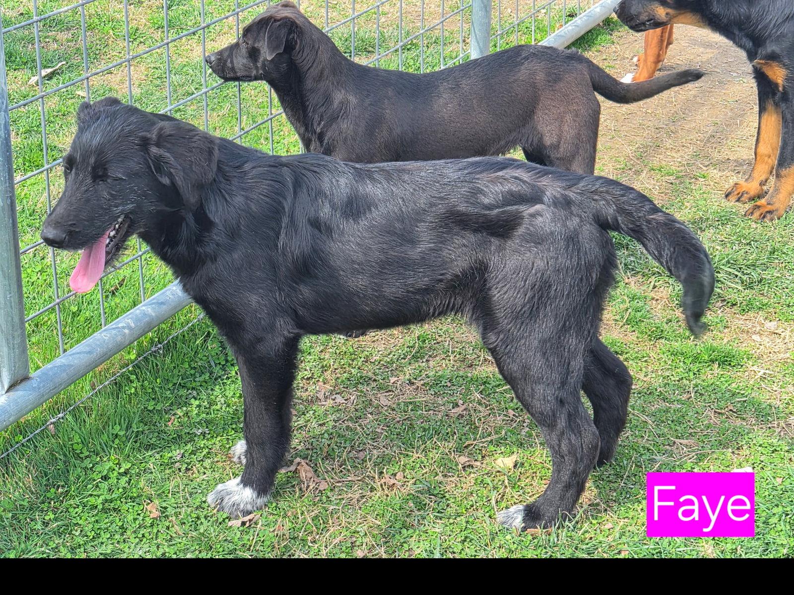 Enlarge Faye, a Adoptable Catahoula Leopard Dog in Rutledge, TN image 2/3