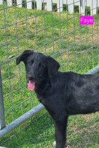 Enlarge Faye, a Adoptable Catahoula Leopard Dog in Rutledge, TN image 3/3