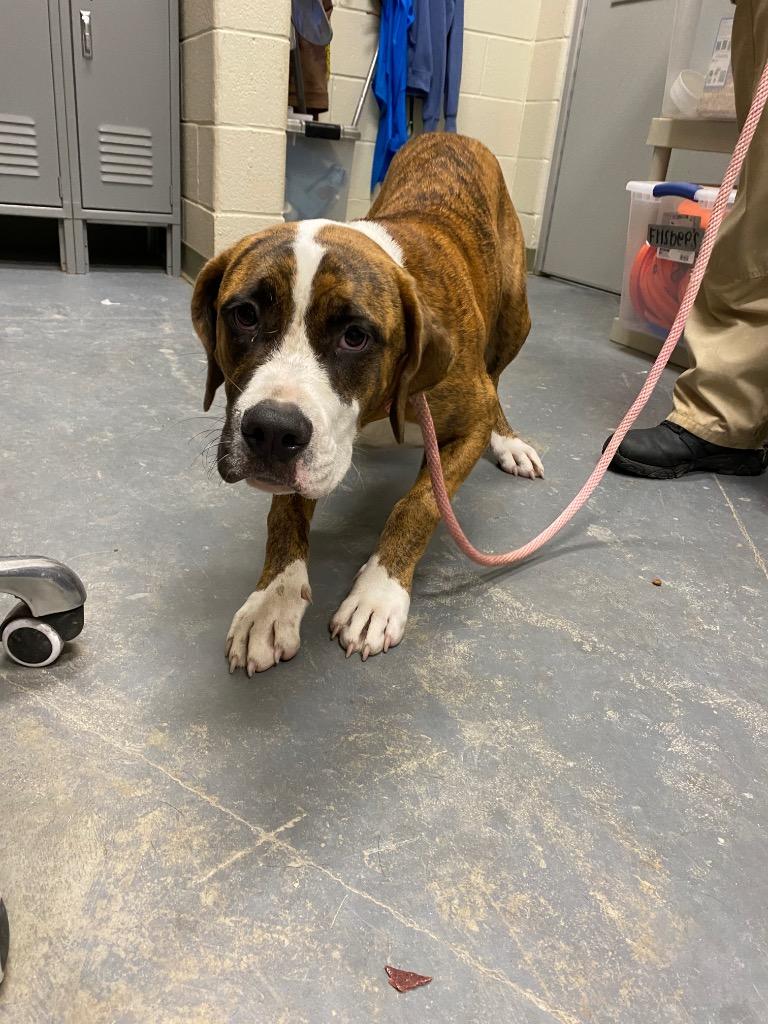 Enlarge 2023-08-069 *Tipsy*, a Adoptable Hound in Winder, GA image 1/2