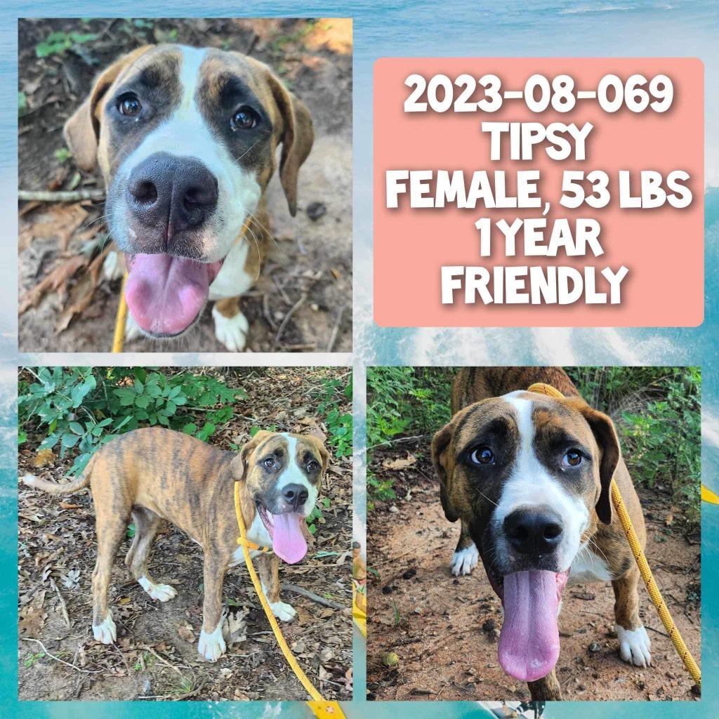 Enlarge 2023-08-069 *Tipsy*, a Adoptable Hound in Winder, GA image 2/2