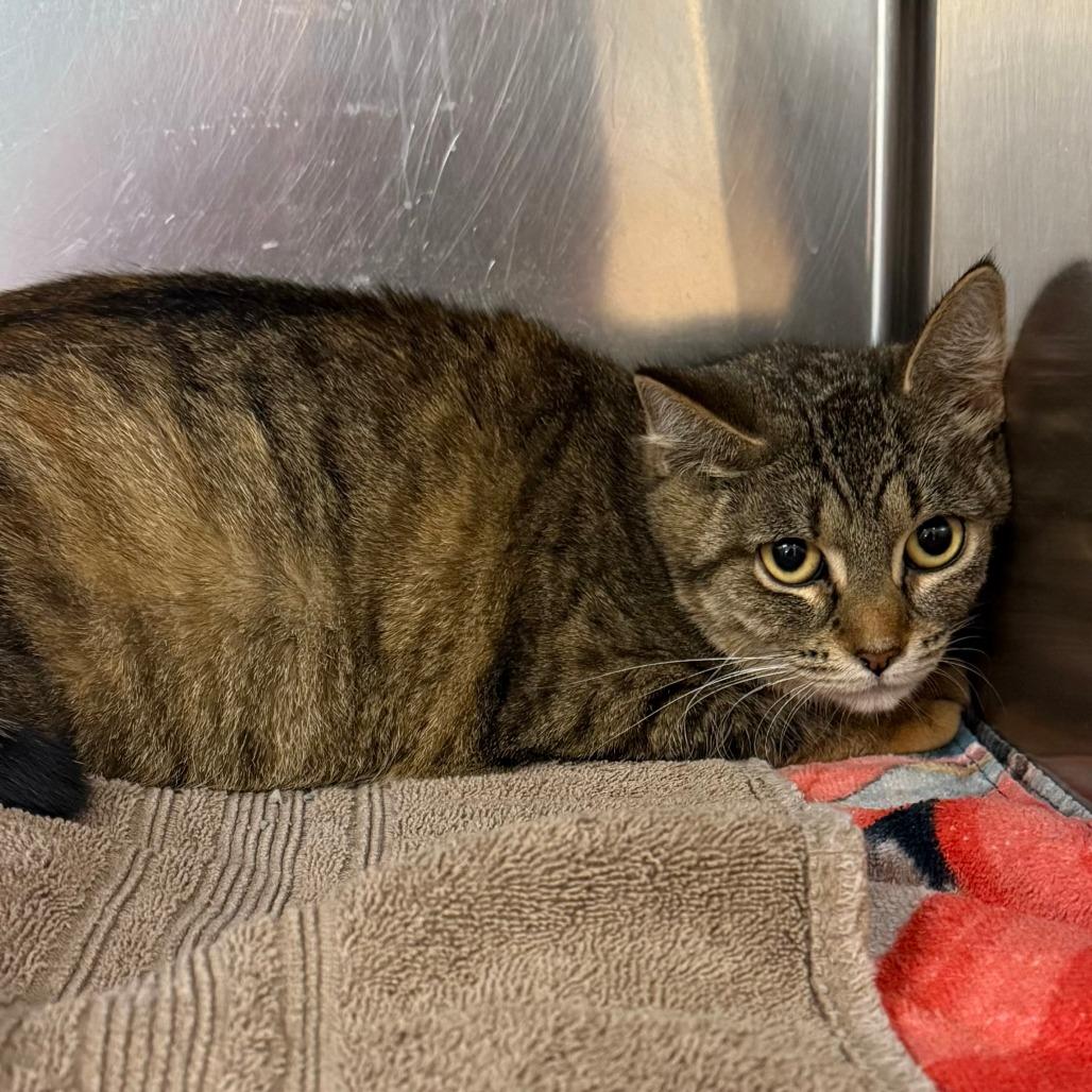 Bobbie C26-015, Adoptable, Adult Female Domestic Short Hair.