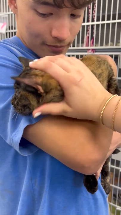Enlarge Stella can't wait to be the love of your life Therapy sweet VIDEO, a Adoptable Tortoiseshell in Bedford Hills, NY video 3/6