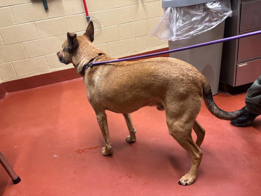 Pepsi, Adoptable, Adult Male Mixed Breed.