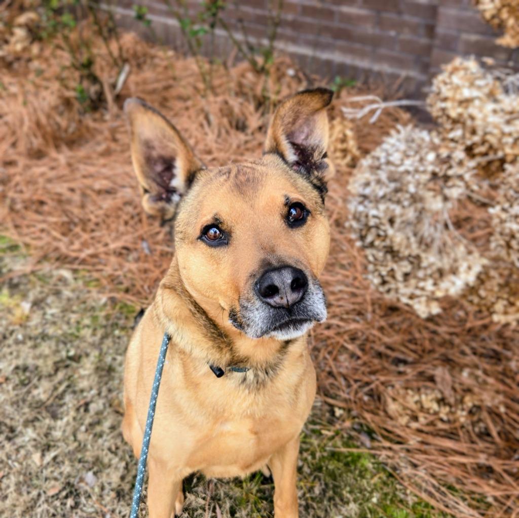 Enlarge Pepsi, a Adoptable mixed breed in Douglasville, GA image 2/6