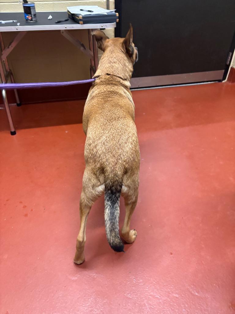 Enlarge Pepsi, a Adoptable mixed breed in Douglasville, GA image 5/6