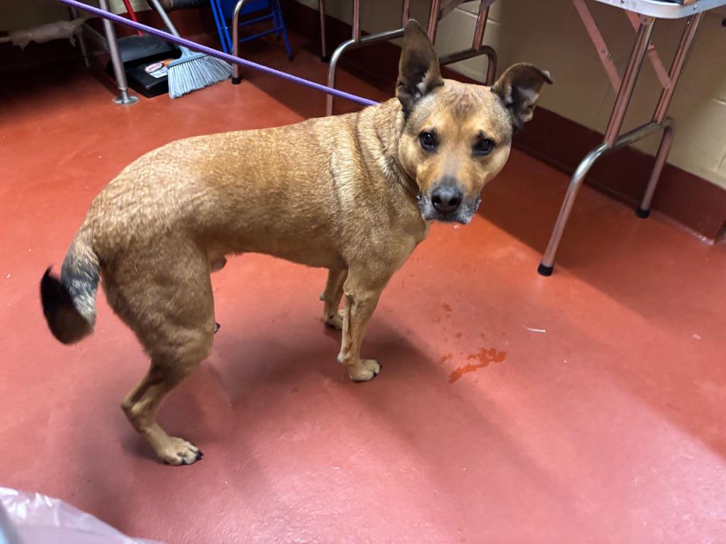 Enlarge Pepsi, a Adoptable mixed breed in Douglasville, GA image 6/6