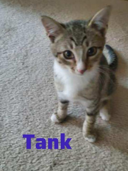 Tank