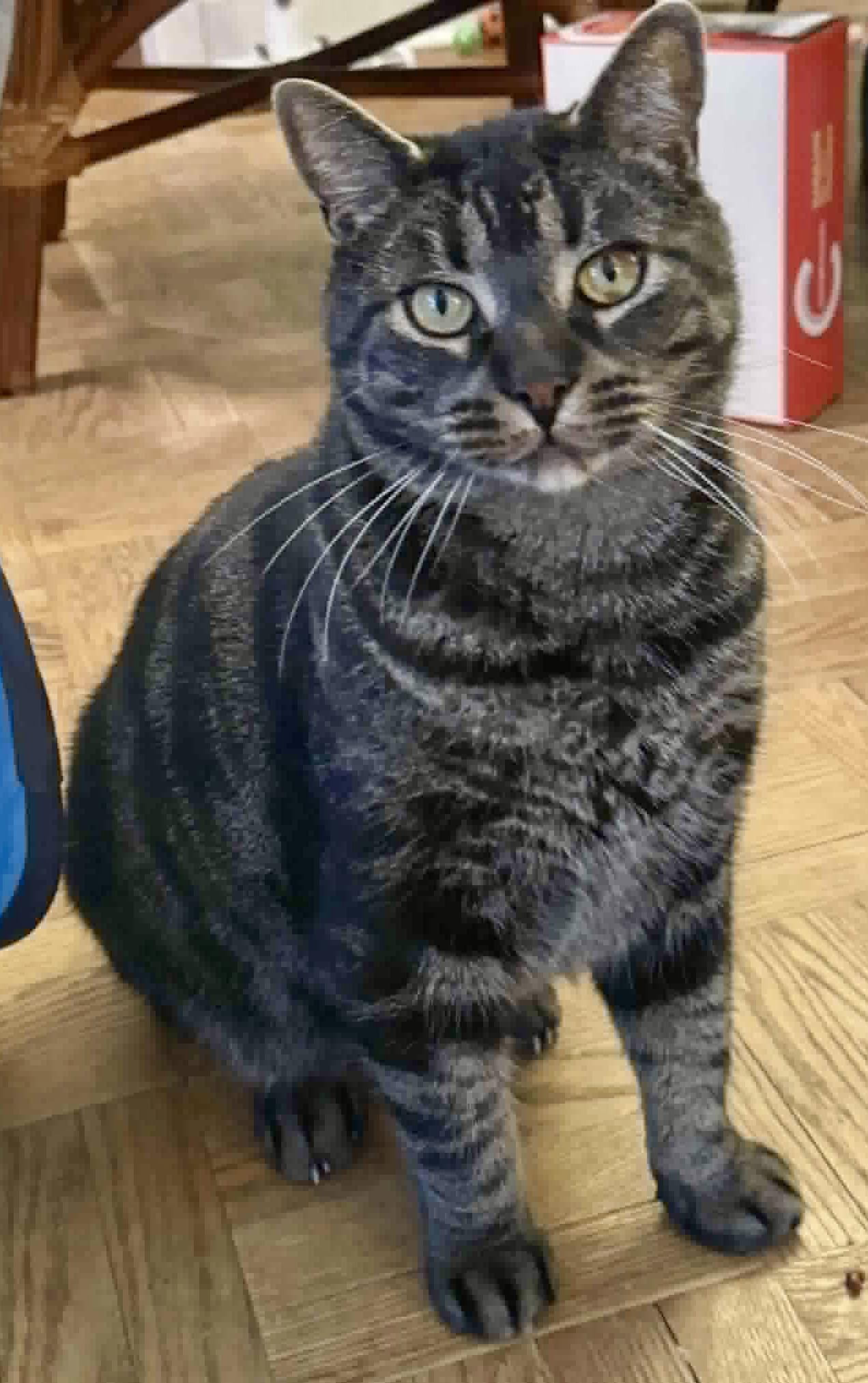 Jackie Boy, a ADOPTABLE Domestic Short Hair in Pointe-Claire, QC image 1/2