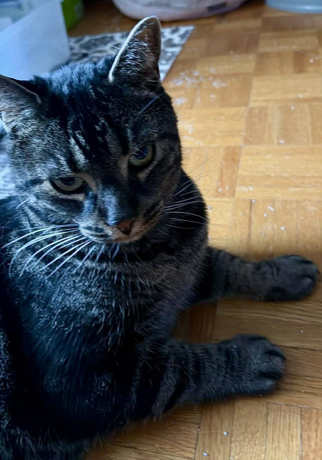 Jackie Boy, a ADOPTABLE Domestic Short Hair in Pointe-Claire, QC image 2/2