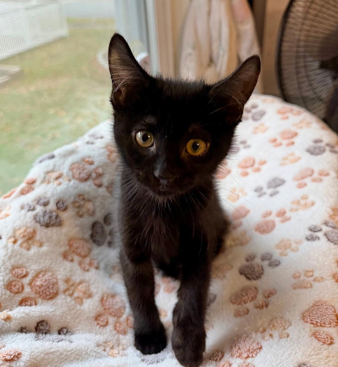 Lilo, a Adoptable Domestic Short Hair in Wayne, NJ image 4/4