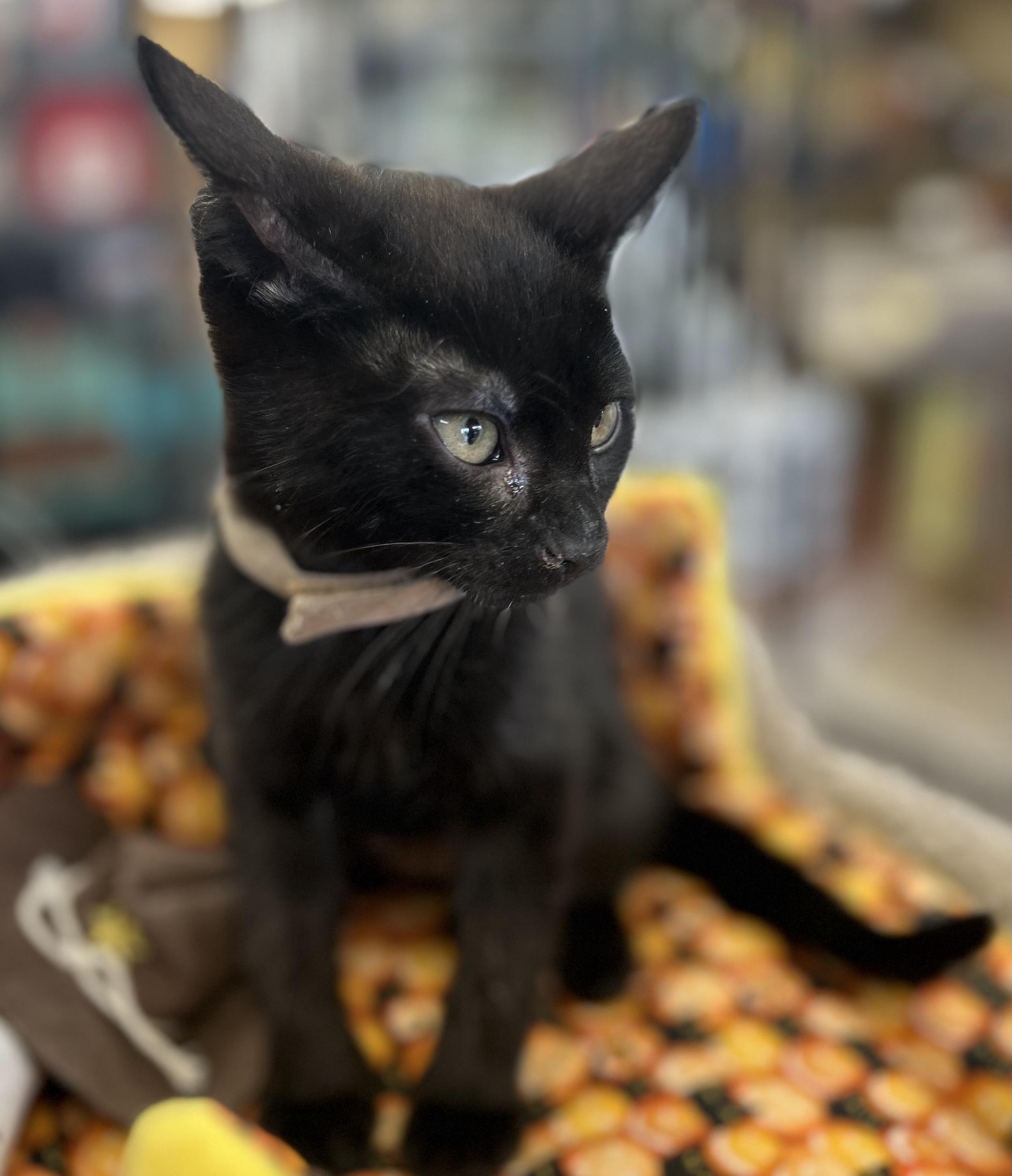 Lilo, a Adoptable Domestic Short Hair in Wayne, NJ image 1/4