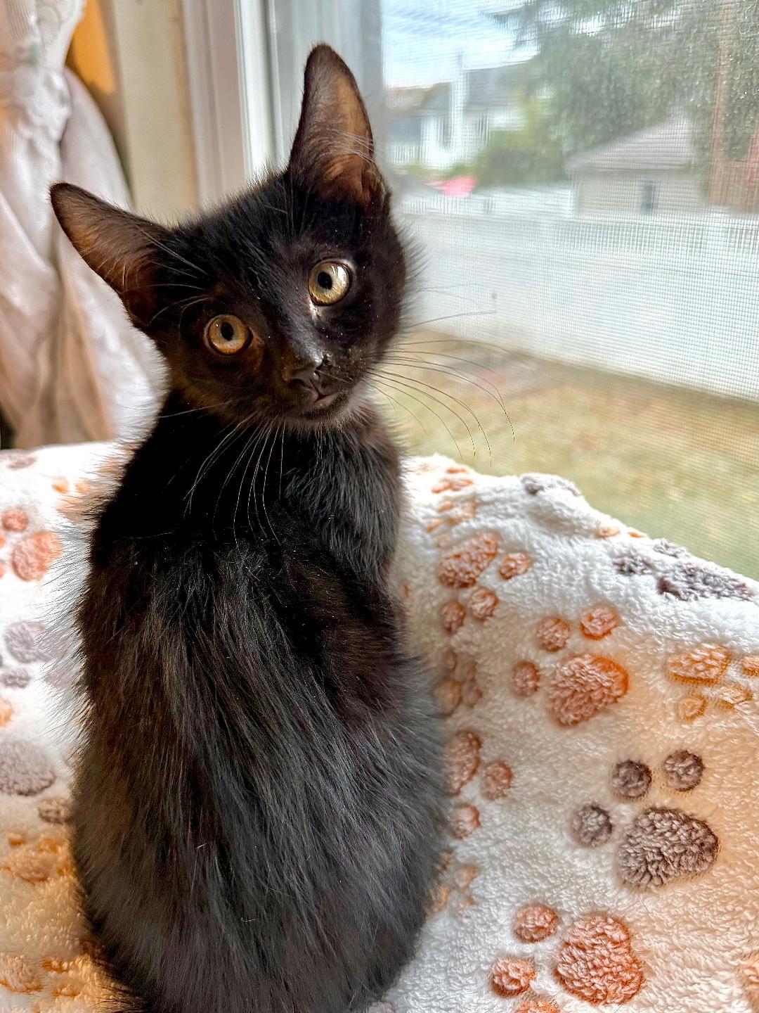 Lilo, a Adoptable Domestic Short Hair in Wayne, NJ image 3/4